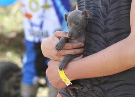 ivory-feritte-bugsy-7-weeks-old.jpg