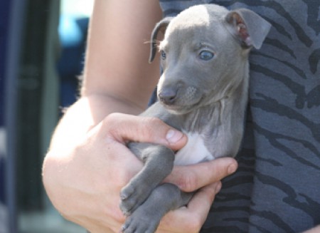 ivory-feritte-bugsy-7-weeks-old-04.jpg