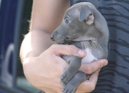 ivory-feritte-bugsy-7-weeks-old-05.jpg