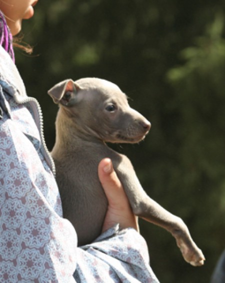 ibis-feritte-bugsy-7-weeks-old-03.jpg