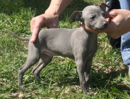 ibis-feritte-bugsy-7-weeks-old.jpg