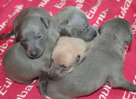 litter-l-2-5-weeks-old-kopie.jpg