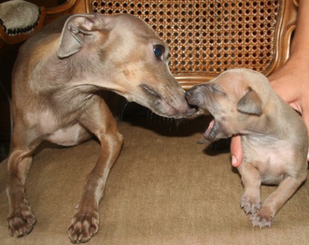 leos-feritte-bugsy-2-5-weeks-old-a-belladona.jpg