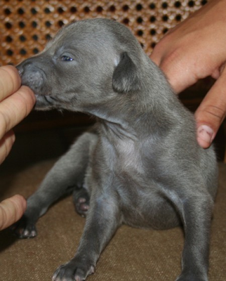 larry-feritte-bugsy-2-5-weeks-old.jpg