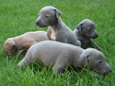 litter-l-3-5-weeks-old.jpg