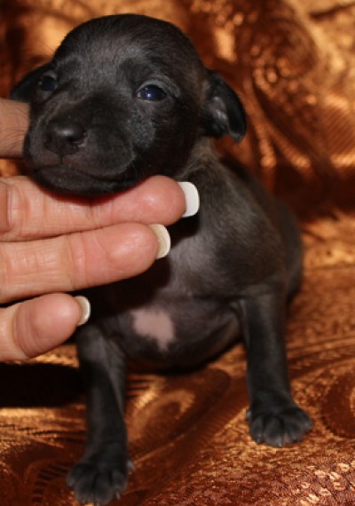 litter-n-15-days-old-030-kopie.jpg