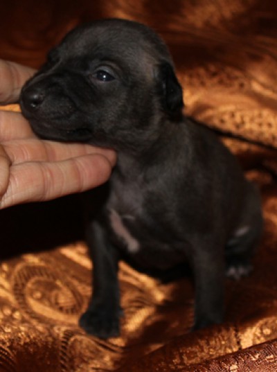 litter-n-15-days-old-040-kopie.jpg