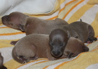 litter-o--1-week-old--19--kopie.jpg