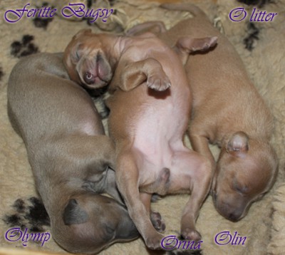 litter-o--10-days-old--4--kopie.jpg