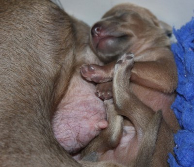 litter-o--1-week-old--1--kopie.jpg