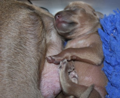 litter-o--1-week-old--13--kopie.jpg