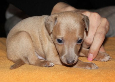 olin-feritte-bugsy-4-weeks-old--3--kopie.jpg