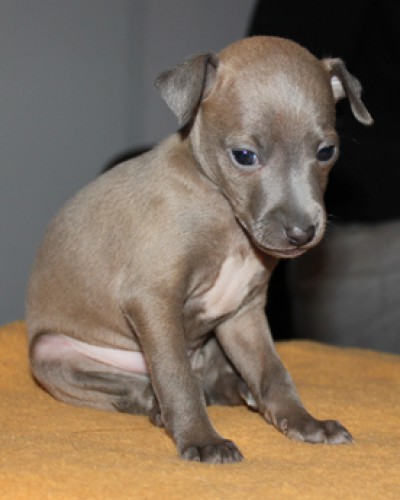 olympus-feritte-bugsy-4-weeks-old--13--kopie.jpg