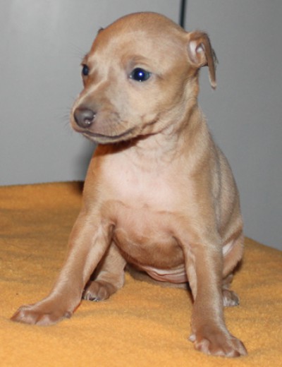 orina-feritte-bugsy-4-weeks-old--1--kopie.jpg