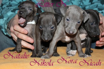 litter-n--30-days-old-kopie..jpg