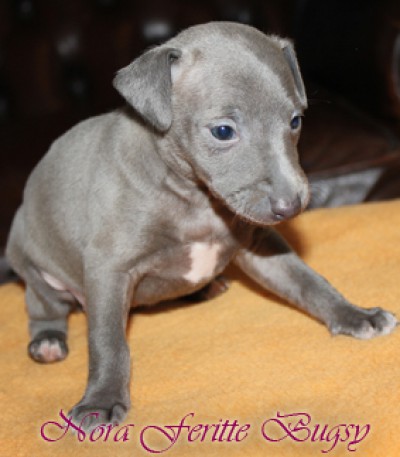 nora-feritte-bugsy-30-days-old--2--kopie.jpg