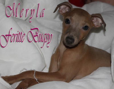 meryla-feritte-bugsy-11-weeks-old-kopie.jpg