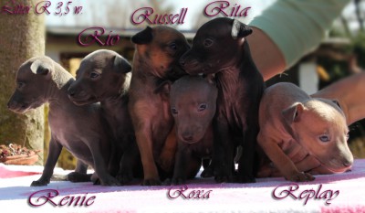 litter-r-3-5-weeks--31--kopie.jpg