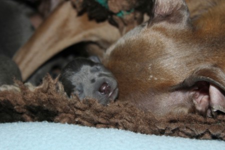 litter-s-2012--2-days-old--1--kopie.jpg