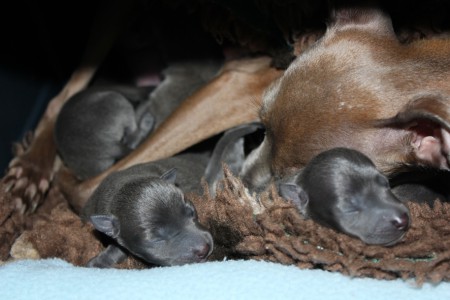 litter-s-2012--2-days-old--2--kopie.jpg