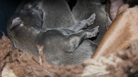 litter-s-2012--2-days-old--8--kopie.jpg