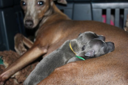 litter-s-2012--2-days-old--15--kopie.jpg