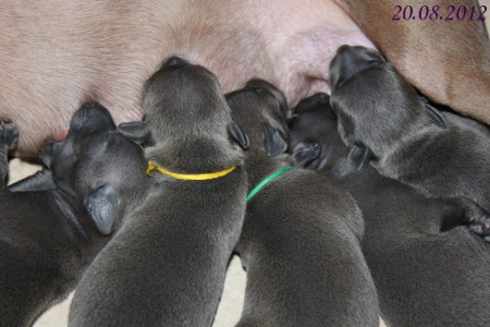 litter-s-2012---1-week-old--13--kopie.jpg