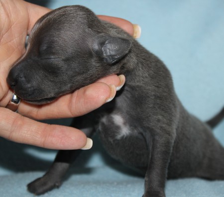 m-1--litter-s-2012---1-week-old.jpg