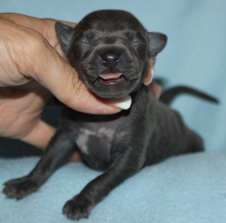 f-2-litter-s-2012---1-week-old.jpg