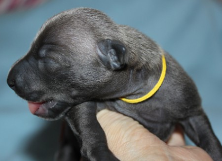 f-3--litter-s-2012---1-week-old.jpg