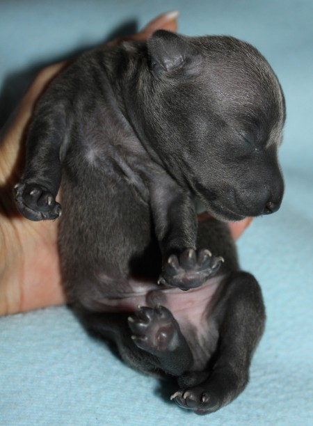 m-2--litter-s-2012--1-week-old.jpg