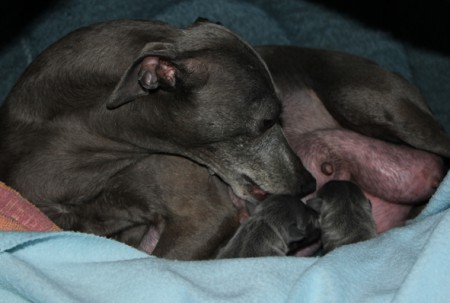 litter-t-2012--6-hours-old--02--kopie.jpg