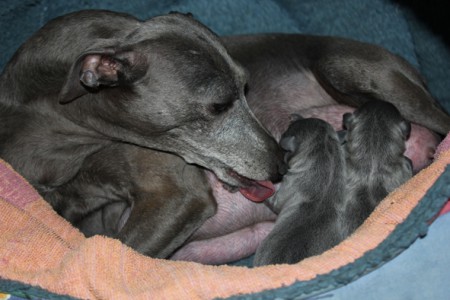 litter-t-2012--6-hours-old--5--kopie.jpg