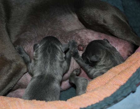 litter-t-2012--6-hours-old--6--kopie.jpg