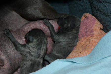 litter-t-2012--6-hours-old--7--kopie.jpg