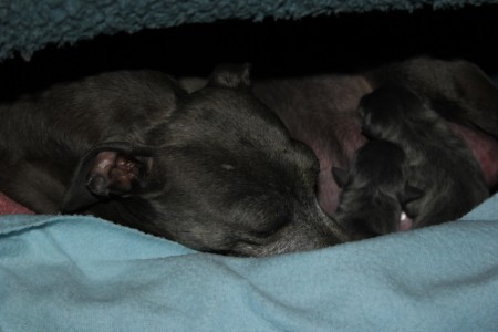 litter-t-2012--6-hours-old--8--kopie.jpg