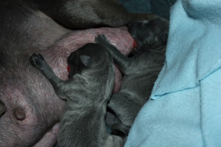 litter-t-2012--6-hours-old--9--kopie.jpg