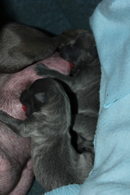 litter-t-2012--6-hours-old--11--kopie.jpg