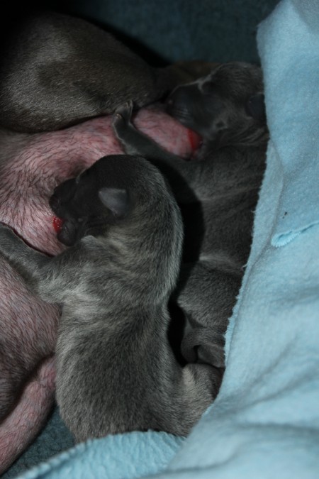 litter-t-2012--6-hours-old--12--kopie.jpg