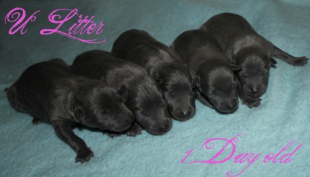 litter-u-2012-1-day-old----kopie.jpg