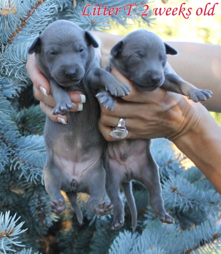 litter-t-2012--2-weeks-old--3--kopie.jpg