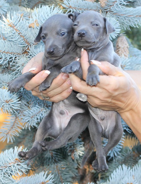 litter-s-2012-4-weeks-old--18--kopie.jpg