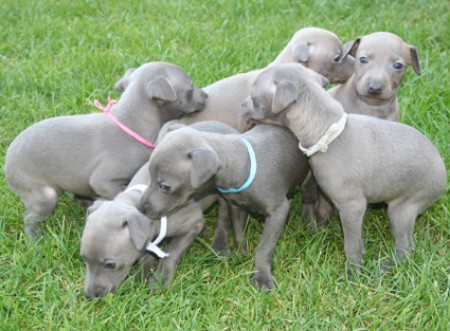 litter-k-4-5-weeks-old.jpg