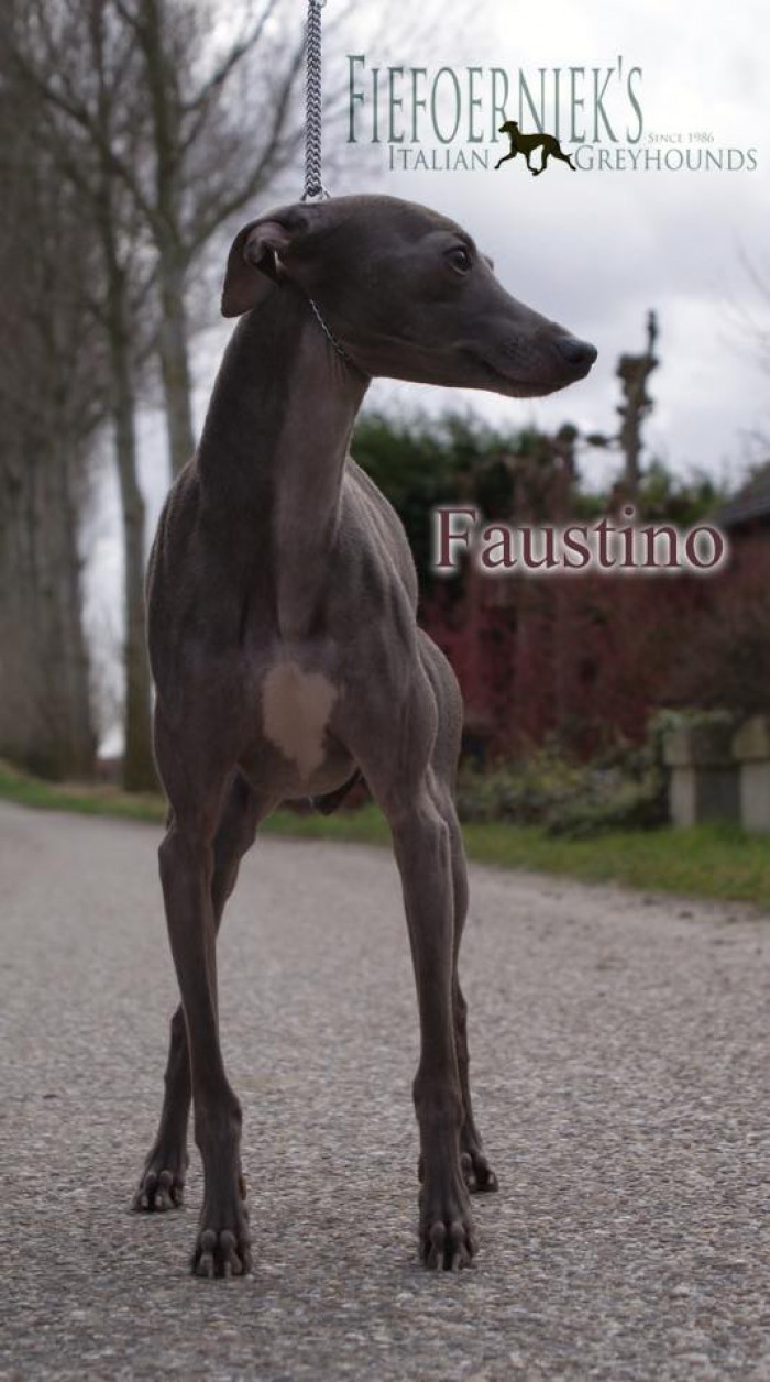 fiefornieks-faustino-01.jpg