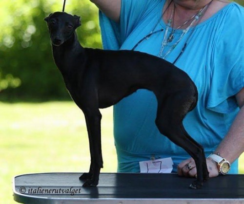 yalca-feritte-bugsy-1-kopie.jpg