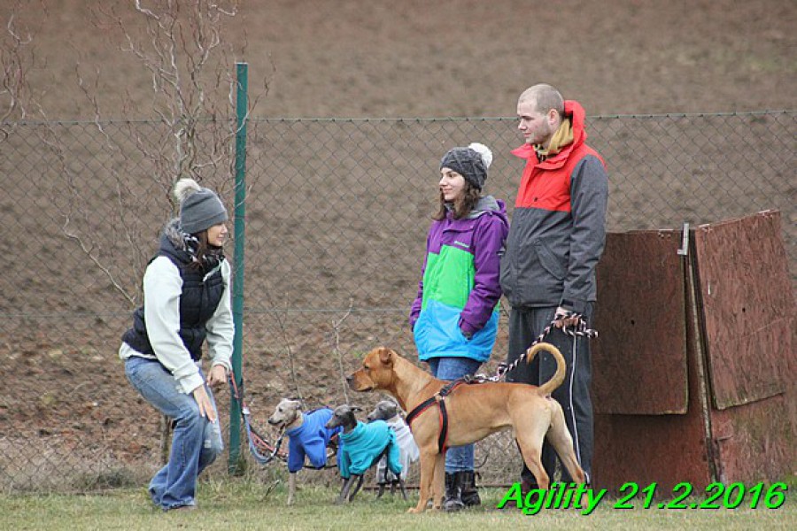 agility-21.2.2016-gisele-hollie-hannach--8-.jpg