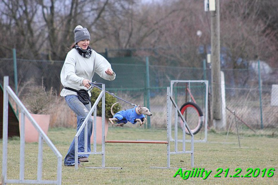 agility-21.2.2016-gisele-hollie-hannach--436-.jpg