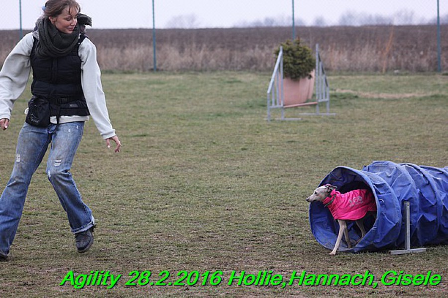 agility-28.2.2016-hollie-hannach-gisele-ben--467-.jpg