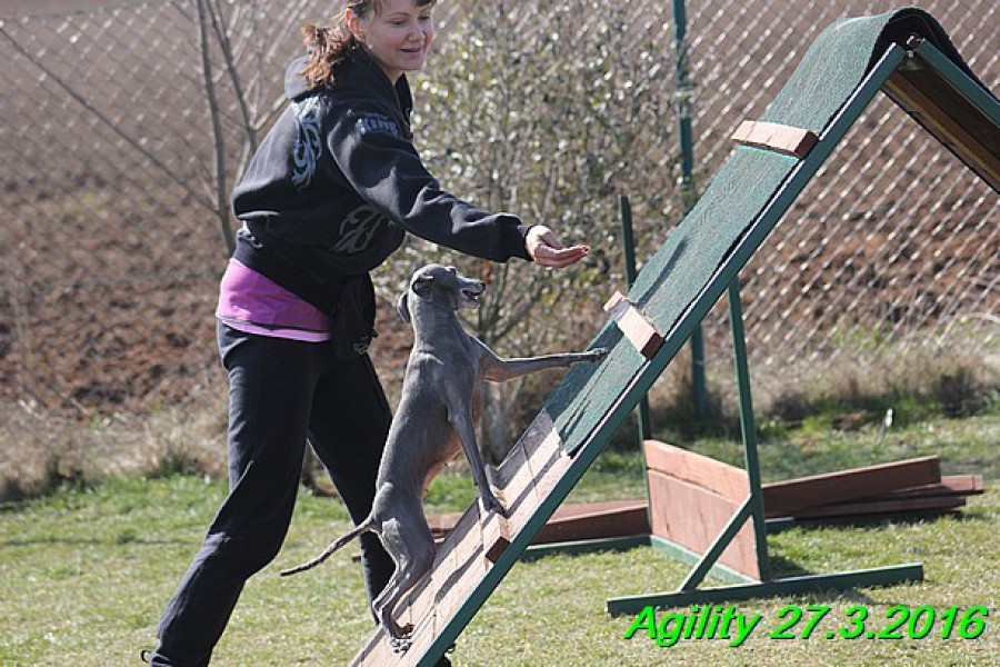 agility-27.3.2016-tana-gloria-hollie--139-.jpg