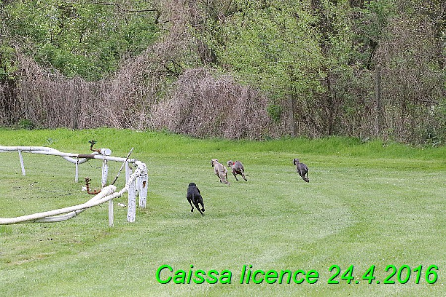 caissa-licence-24.4.2016--469-.jpg